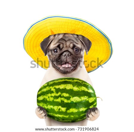 Funny dog with summer hat holds a whole watermelon.  isolated on white background