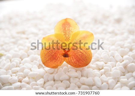 Yellow orchid on pile of white stones