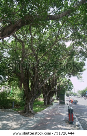 Huge exotic deciduous tree with airy roots in the street
