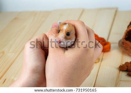 A hamster in the hands of a girl close-up on a wooden background.