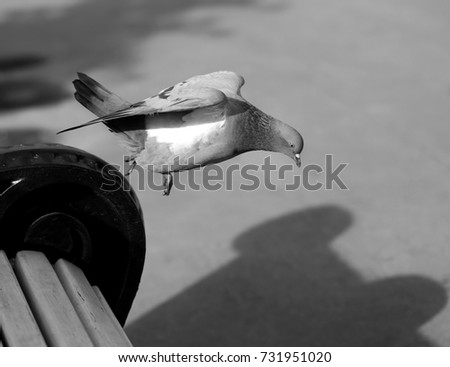 Macro photo of a flying dove on the asphalt on a sunny day