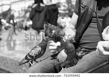 pigeons in Main Market in Krakow, Poland, monochrome photo