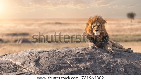 A male lion is sitting on the rock,staring around for all his land . Royalty-Free Stock Photo #731964802