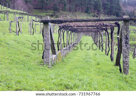 Vineyard in Galicia (Spain)