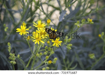 butterflies and bugs on yellow wildflowers in spring