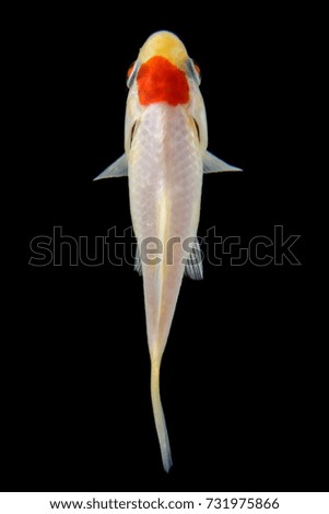 Goldfish, silver, red, white fish koi fish