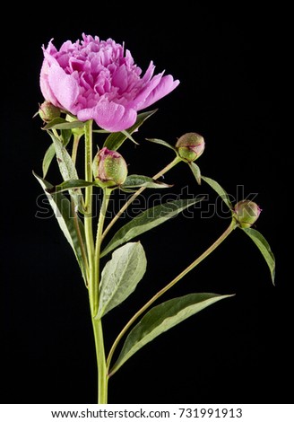 bouquet of peonies on a black background closeup