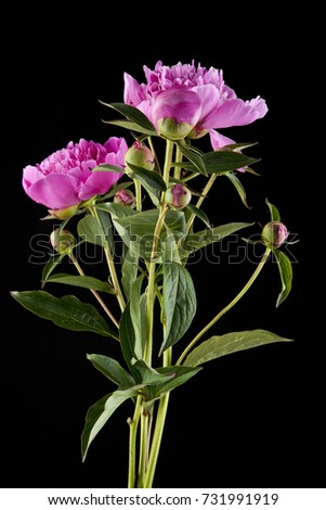 bouquet of peonies on a black background closeup