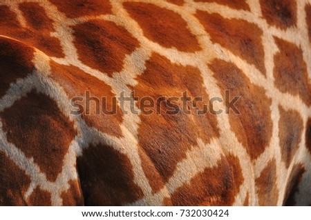 Close up of a Giraffe fabulous pattern