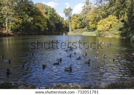 Beautiful lake with swimming ducks in the park