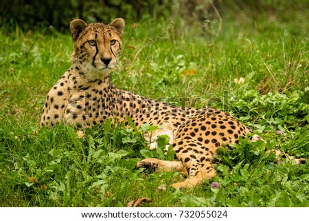 Sitting Cheetah