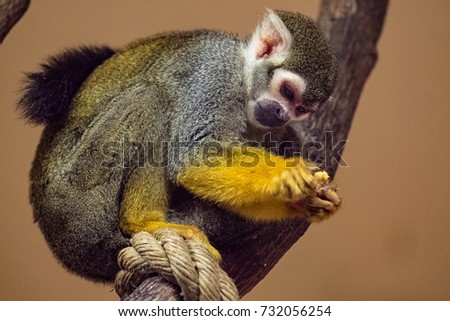 Small monkey eating fruit (Saimiri sciureus)