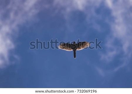Flying eagle in the blue sky