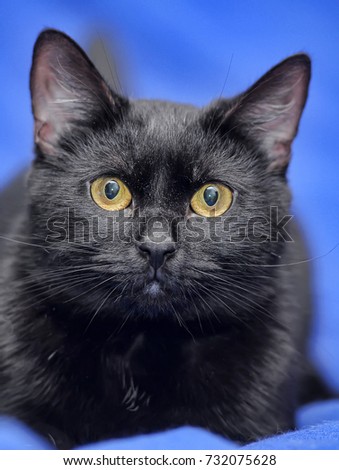 Black cat on a blue background