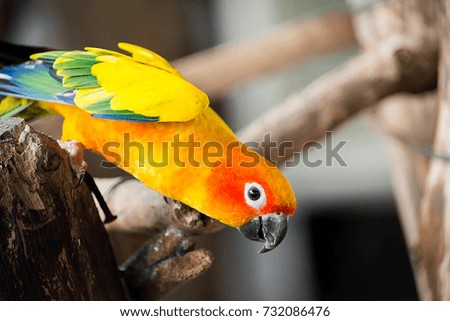 The dancing parrot is so happy on the timber