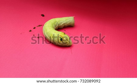 Worm leaves in red carpet