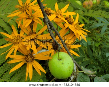 Apple Tree and Autumn Colors Flowers Background Natural Light