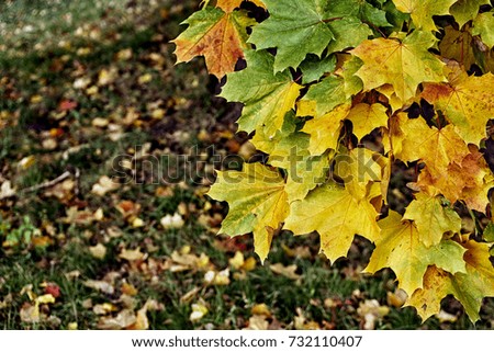 Autumn landscape with multicolored maple leaves growing on the tree against fallen leaves lying on the grass on the background                       