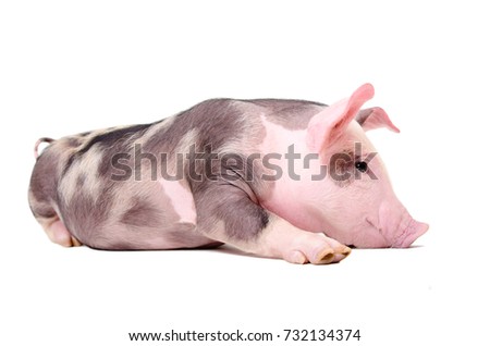 Cute funny little pig lying isolated on white background