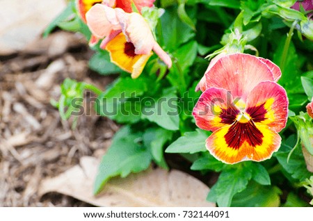 Red, Yellow and Pink Pansy Flower in the garden at Centennial Park, Sydney, Australia.