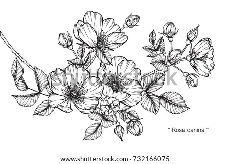 Hand drawing and sketch Rosa canina flower. Black and white with line art illustration. Royalty-Free Stock Photo #732166075