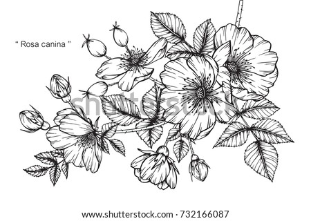 Hand drawing and sketch Rosa canina flower. Black and white with line art illustration. Royalty-Free Stock Photo #732166087