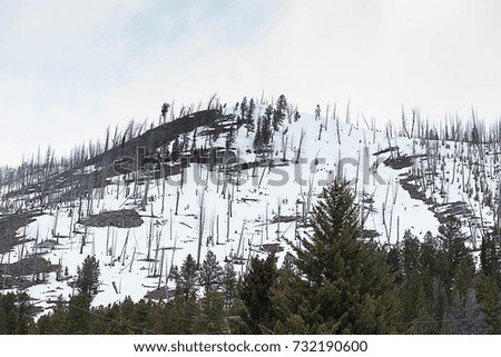 A landscape of Yellowstone National Park consists of pine forest , mountains with snow covering and dull blue sky.