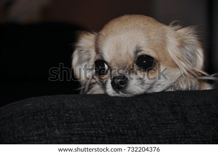 sad Chihuahua looking into the distance
