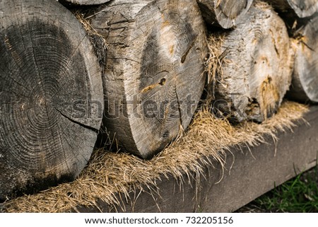 cutted tree trunk 