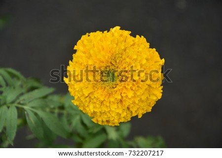 Calendula flower beautiful nature outdoor in garden or marigold Asia Thailand