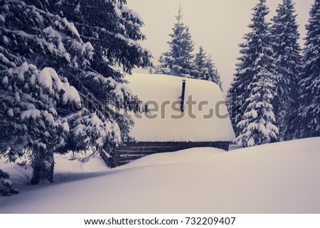 Old wood cabin, covered with snow, among huge firs, during snowfall - magical evening in the winter mountains.