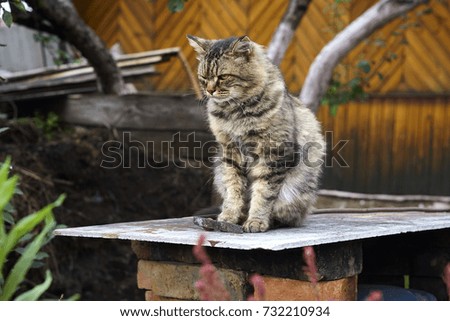 Serious siberian cat look ahead