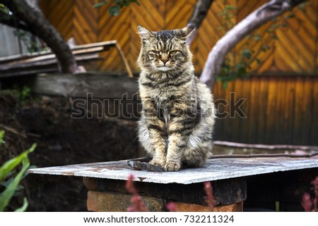 Angry siberian cat look ahead screwed-up eyes on camera