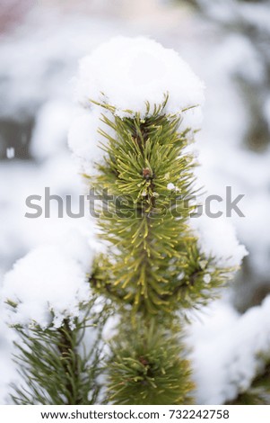 fir under snow, natural light, defocused
