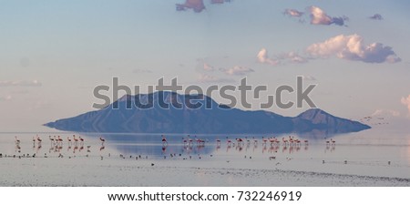 Flamingos at Lake Natron Royalty-Free Stock Photo #732246919