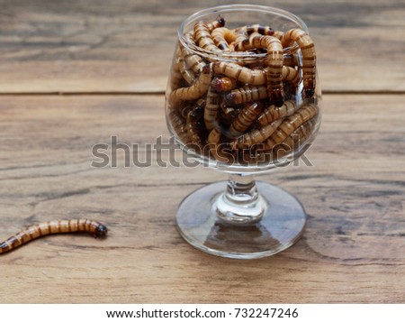 A super worm and group of super worms inside small brandy glass over dark wooden surface used as background in exotic pet food, insect, Halloween, celebration, decoration, scary, and haunting concepts