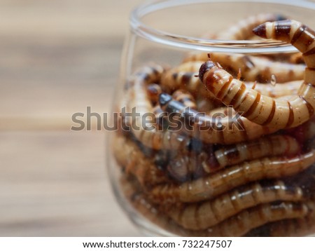 A group of super or giant worms crawl inside small brandy glass over dark wooden surface used as background in exotic pet food, insect, Halloween, celebration, decoration, scary, and haunting concepts