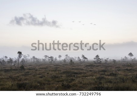 The sun Latvia.Dunikas swamp and mist rises