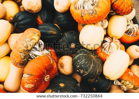 Squash and pumpkin background