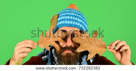 Hipster with beard and hidden face wears warm clothes. October and November time idea. Autumn and fallen leaves season concept. Man in warm hat holds oak tree leaves on green background, copy space
