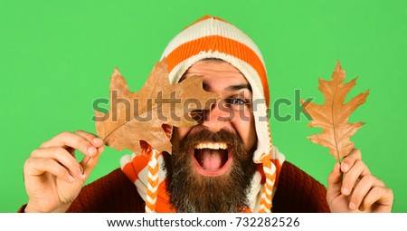 Man in warm hat holds oak tree leaves on green background, copy space. Hipster with beard and happy face wears warm clothes. October and November time idea. Autumn and fallen leaves season concept