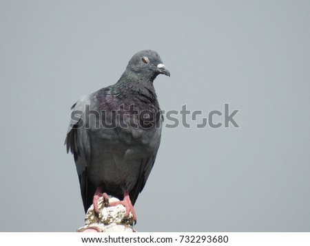 Pigeon (Dove) standing/perched on small white color Statue, balanced standing