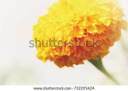 Marigolds Flowers
