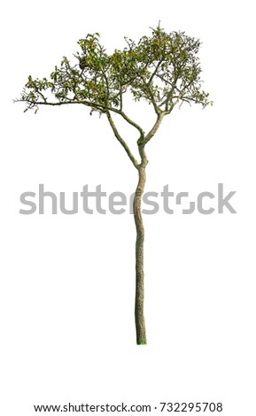 Green Tree isolated at on white background of file with Clipping Path .