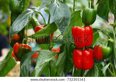 bell pepper in the garden Royalty-Free Stock Photo #732301561