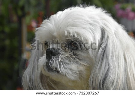 Furry dog long hair