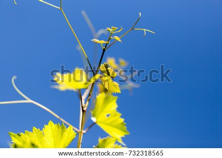 green branches of grapes against the blue sky .