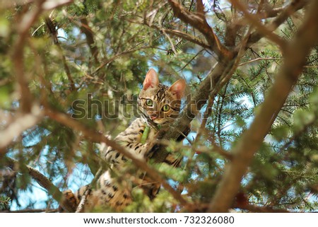 Happy bengal cat climbing a tree in a forest in Niagara Falls, Canada.