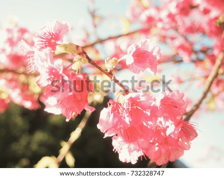 Blurred  of wild Himalayan cherry sakura flower blooming  for pastel background.