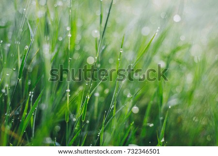 Grass and dew in the morning after rain. Bright morning. Encouragement concept